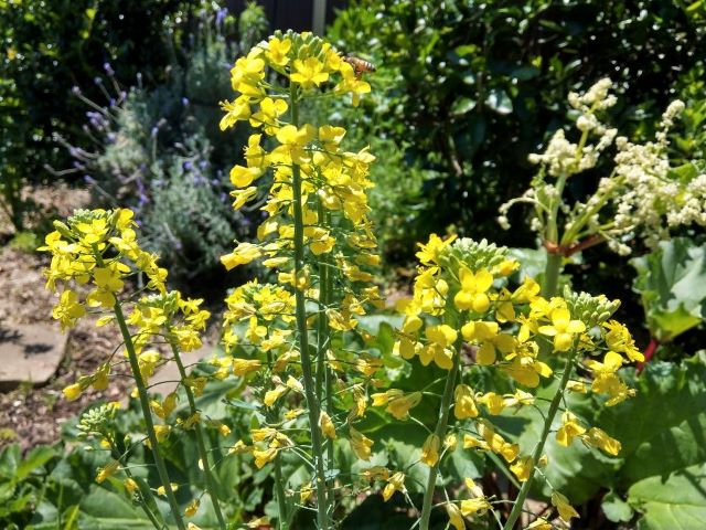 Flowering Broccoli - Why is My Broccoli Flowering Causes and Solutions