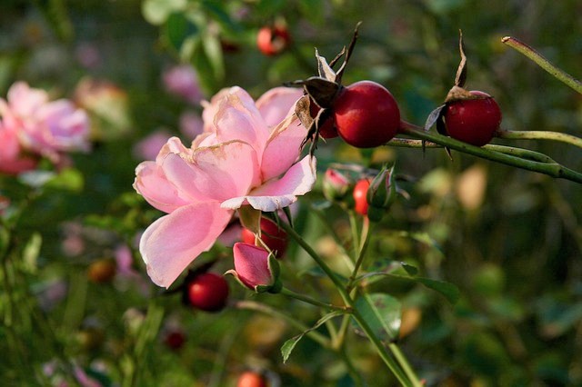 Grow Guide for Edible Rose Hips