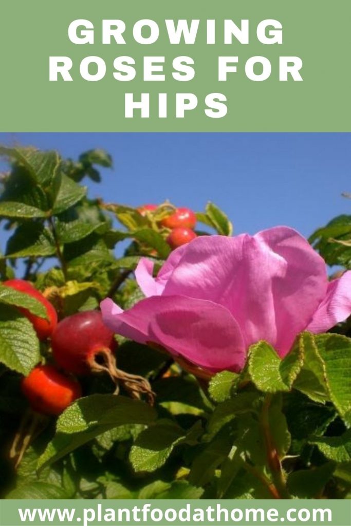 Growing Roses for Hips - Edible Rose Hips