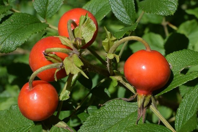 Rose Hips - Growing Roses for Hips