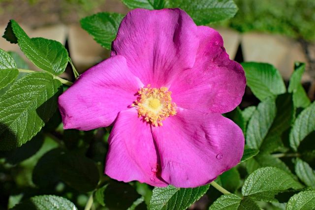 Rugosa Rose - Grow Guide for Edible Rose Hips