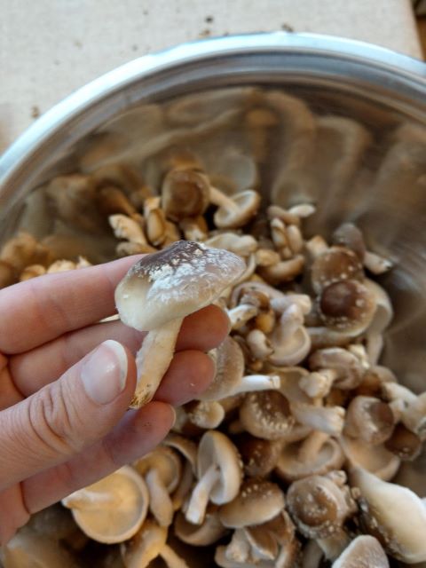 Shiitake Mushroom Harvest - Best Mushroom Growing Kits and Growing Tips