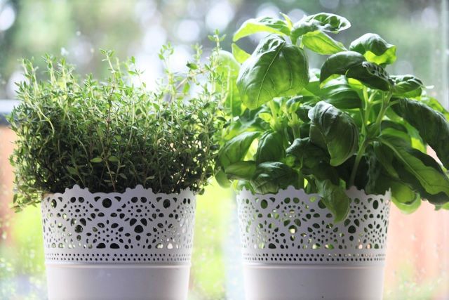 Thyme and Basil- Herbs to Grow Indoors and How to Grow Them