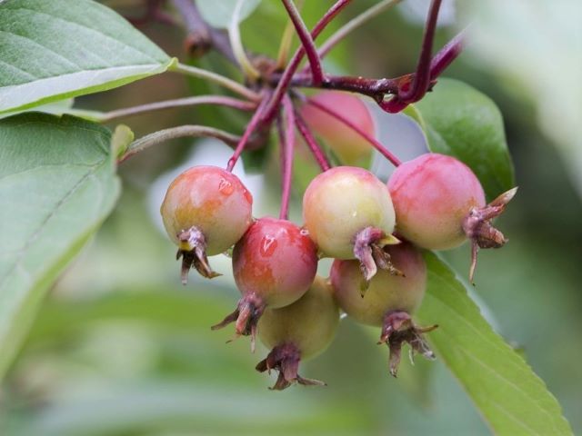 Tiny Crab Apples - Eating Crab Apples with Recipe Ideas