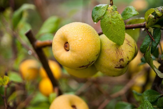Yellow Crab Apples - Eating Crab Apples with Recipe Ideas