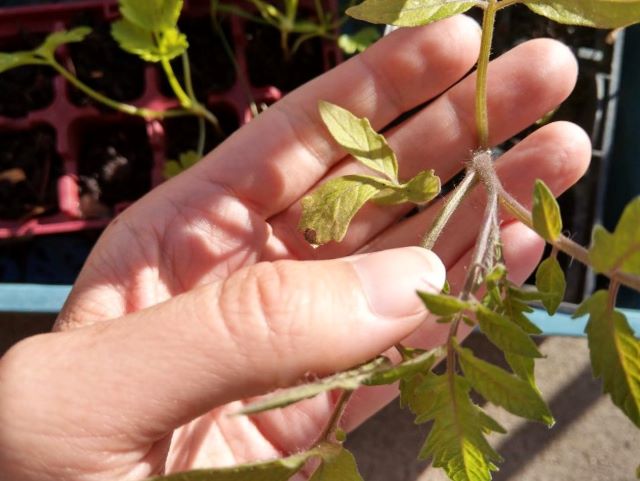 Why are my Tomato Seedling Leaves Yellow