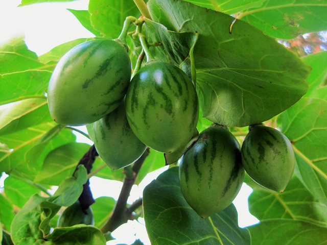Healthy Tamarillo Tree Leaves and Fruit - Tree Tomato