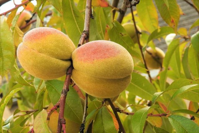 Peach Tree Leaves Turning Yellow - Causes and Solutions