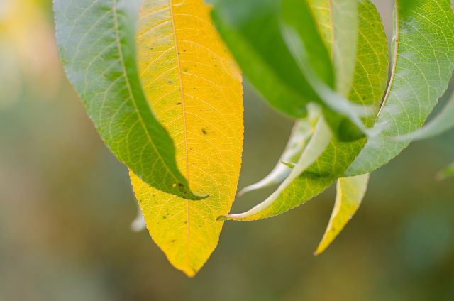 Peach Tree Leaves Turning Yellow - Yellow Leaf