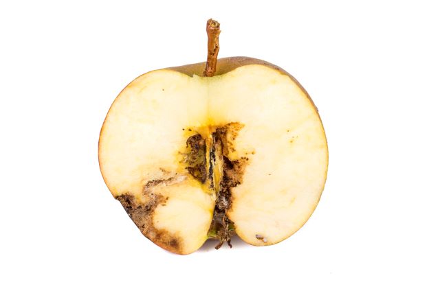 Apple Codling Moth Damage - Can You Eat Apples With Brown Spots