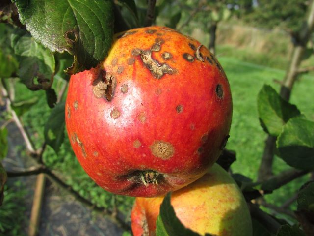 Apple Scab - Can You Eat Apples With Brown Spots