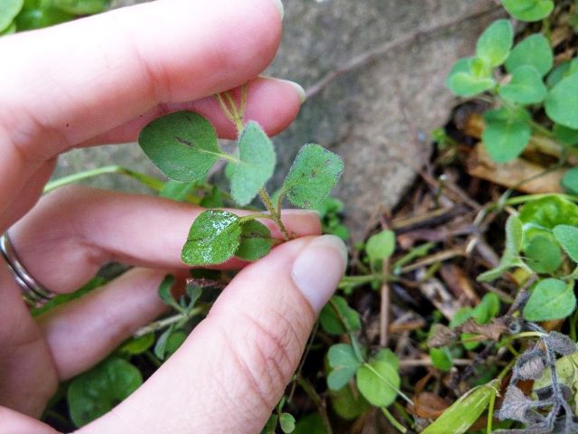 Black Spots on Oregano Leaves Causes and Solutions