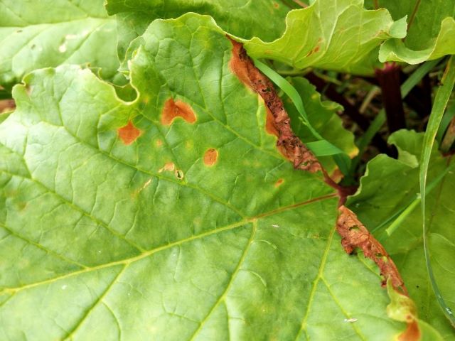 Brown Spots on Rhubarb Leaves - Why is my Rhubarb Dying