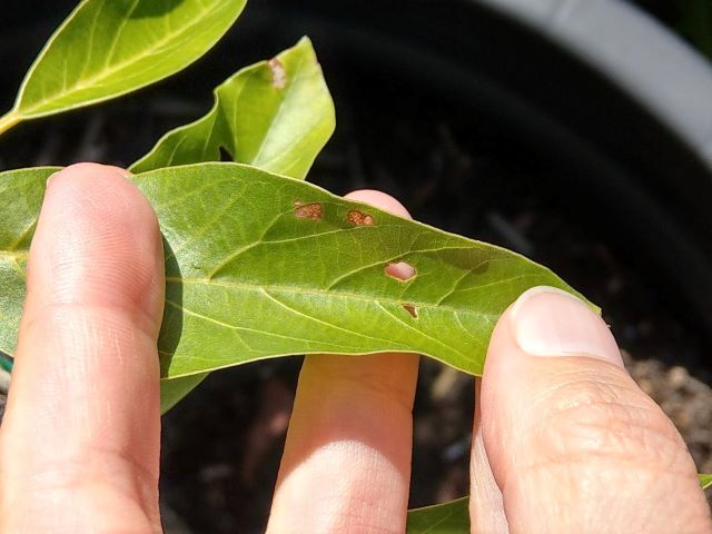 Cause of Brown Spots on Avocado Leaves