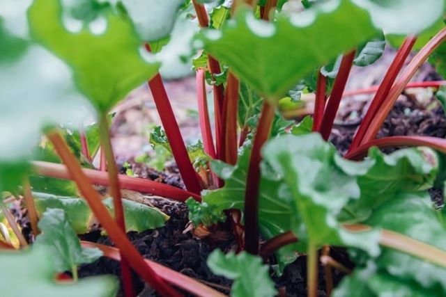 Healthy Rhubarb Plant - Why is my Rhubarb Dying