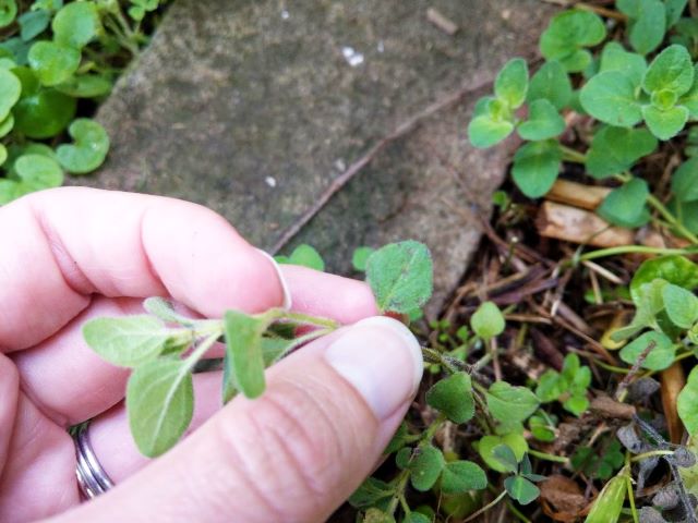 What are the Spots on Oregano Leaves Causes and Solutions