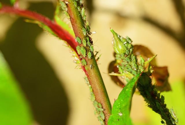 Aphids - What's Eating My Mint Leaves