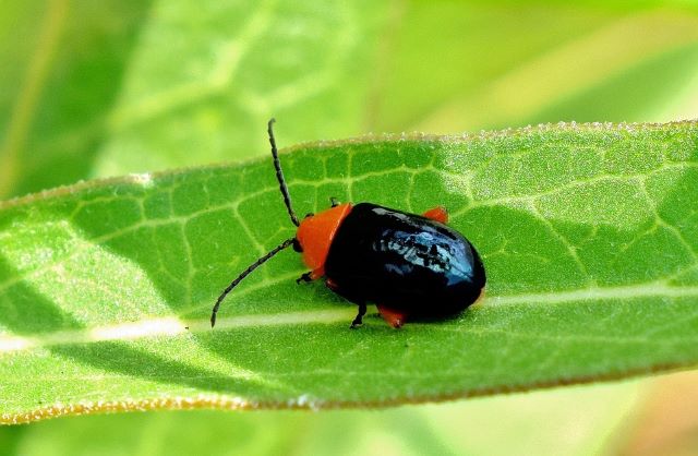 Flea Beetle - What's Eating My Mint Leaves