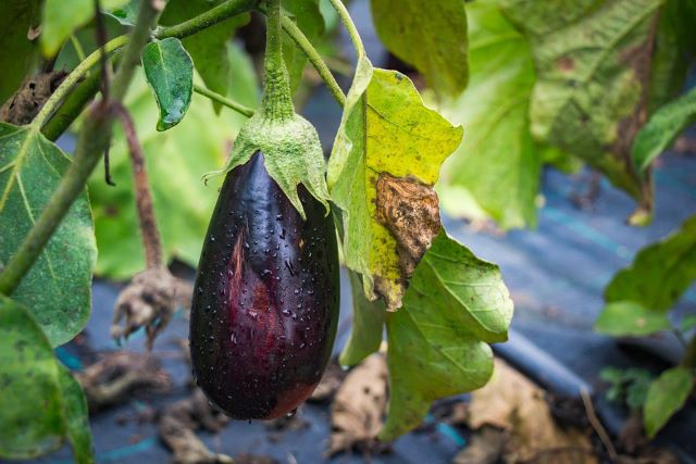 Why Eggplant is Dying