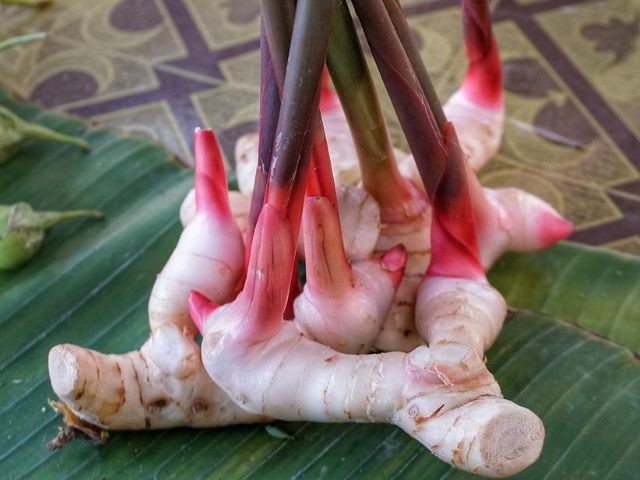 Galangal - Galangal Vs Ginger What's The Difference