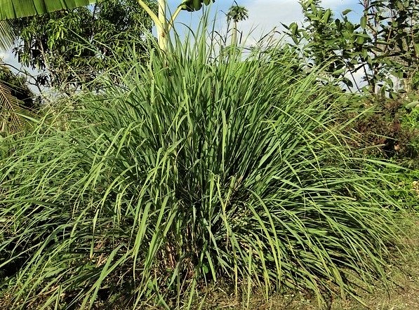 How to Revive a Dying Lemongrass Plant