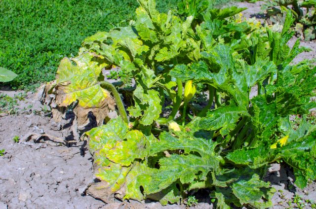 Zucchini Plant Yellow Leaves Causes and Solutions