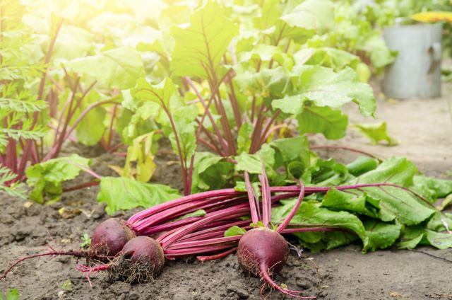 Beet Leaves Turning Yellow Causes and Solutions