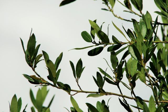 Dry Leaves On Bay Tree - Why Is My Bay Tree Dying