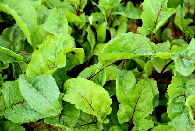Healthy Beet Leaves - Why Are My Beet Leaves Turning Yellow