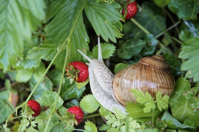 Snail Eating Strawberries - What's Eating My Strawberries