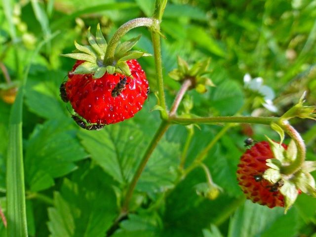 Strawberry Sap Beetles - What's Eating My Strawberries