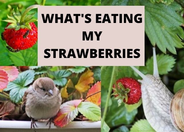 What's Eating My Strawberries