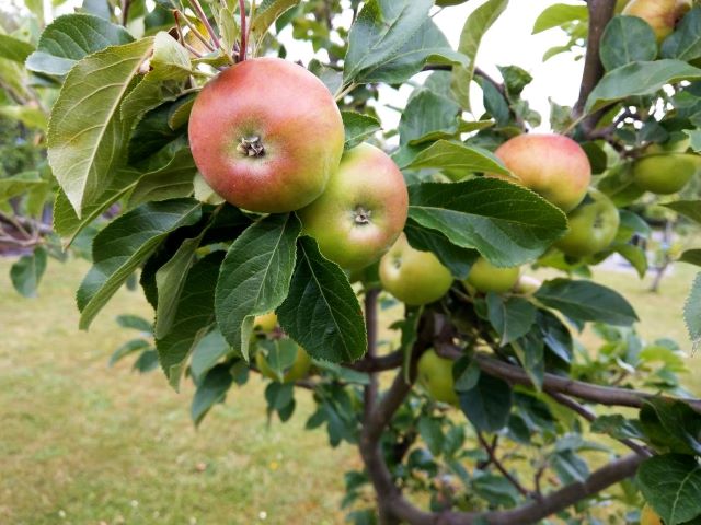 Apples Growing on the Tree