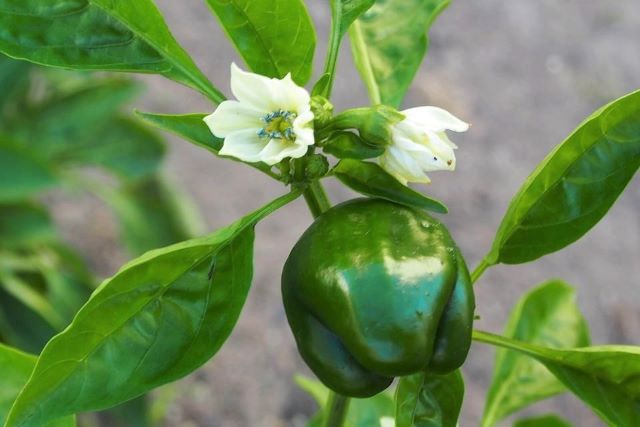 Bell Pepper Plant with Flowers