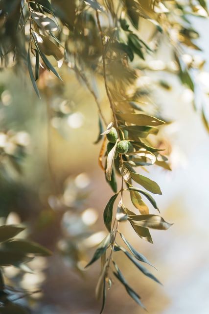 Dry Olive Tree Leaves