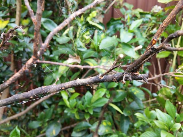 Dying Lime Tree Branch