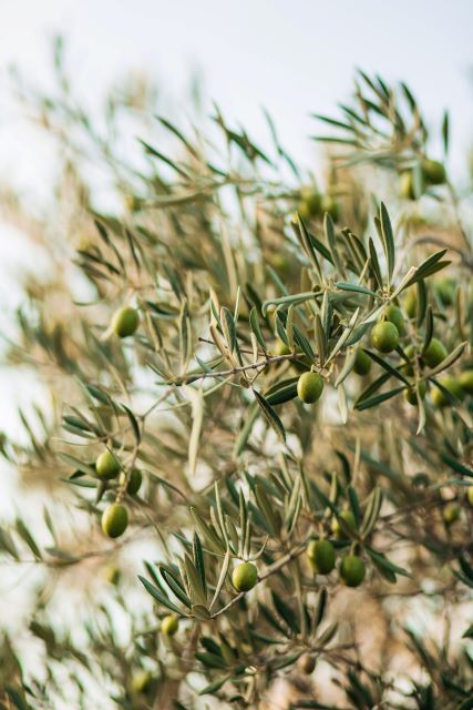 Green Olive Growing on the Tree