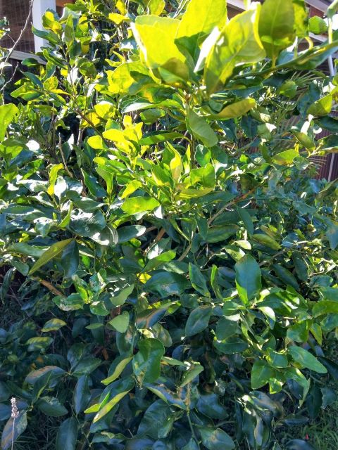Healthy Lime Tree