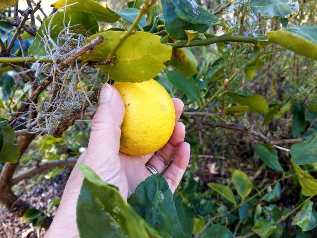 Holding a Lime Growing on the Tree