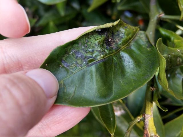 Sooty Mold on Citrus Leaf