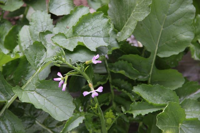 Turnip Greens and Flowers - Eating Turnip Greens with Recipe Ideas