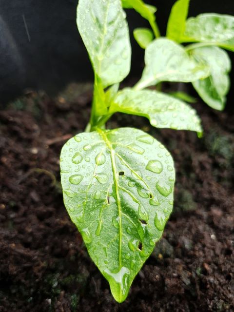 Watering Pepper Plant