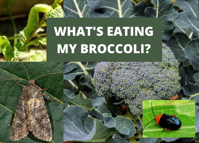 What Is Eating My Broccoli