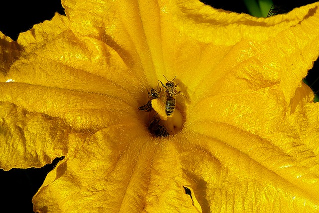Bee Pollinating Zucchini Flower