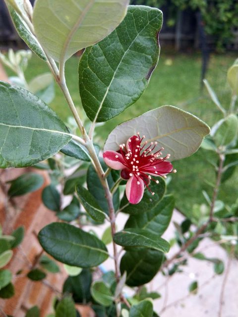Feijoa Flower on the Tree