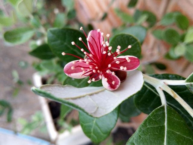 Feijoa Flower