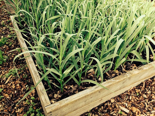 Garlic Plants Growing in a Raised Bed