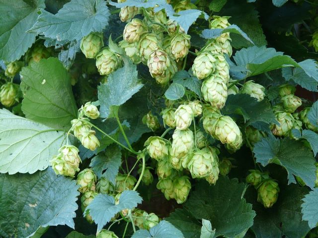 Hops Flowers Growing on the Plant