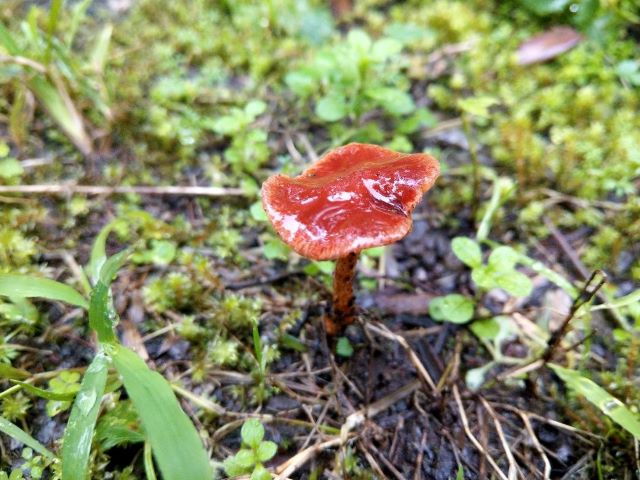 Mushroom Growing After Rain
