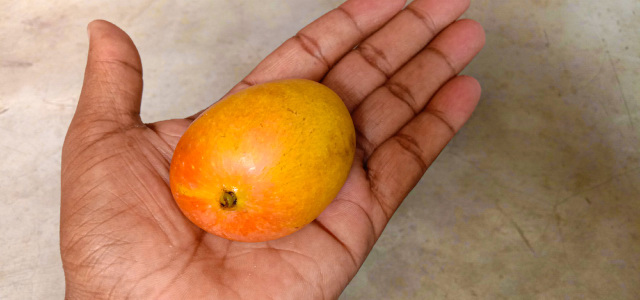 Small ripe mango placed on the palm